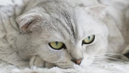 kaiyun官方入口登录-顶级赛场！意大利女足大战荷兰，双方势均力敌，意大利和荷兰足球交战史